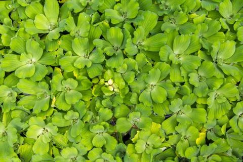 Green Leaves Background Stock Photos
