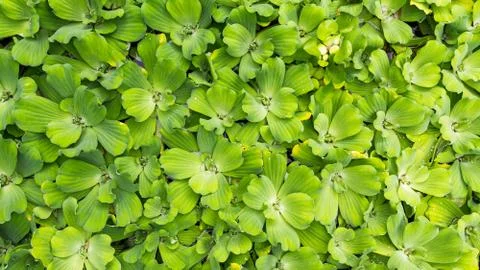 Green Leaves Background Stock Photos