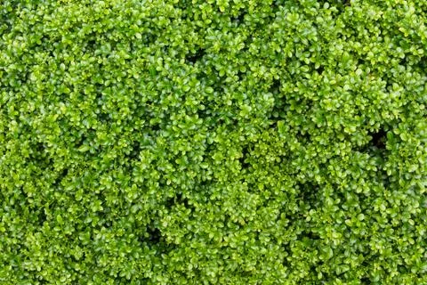 Green Leaves Background Foto stock
