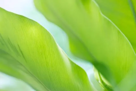 Green leaves for background Fotos de archivo