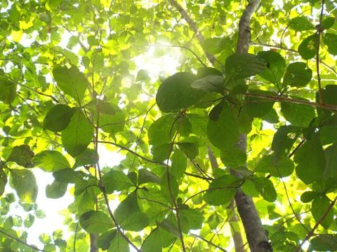 Green leaves background Stock Photos