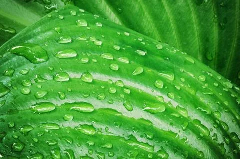 Green leaves background Stock Photos