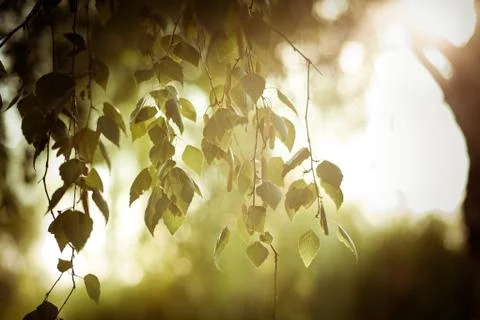 Green leaves background Stock Photos