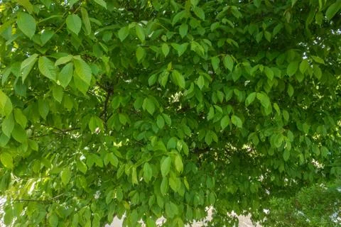 Green leaves background Stock Photos