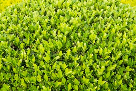 Green leaves background Stock Photos
