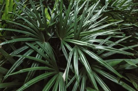 Green Leaves Background Stock Photos