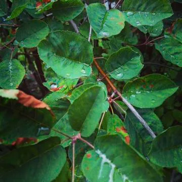 Green leaves background Stock Photos