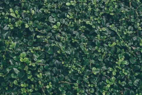 Green Leaves background Stock Photos
