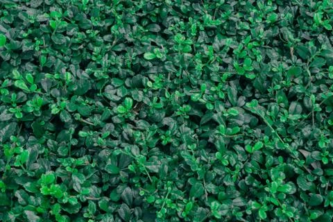 Green Leaves background Stock Photos