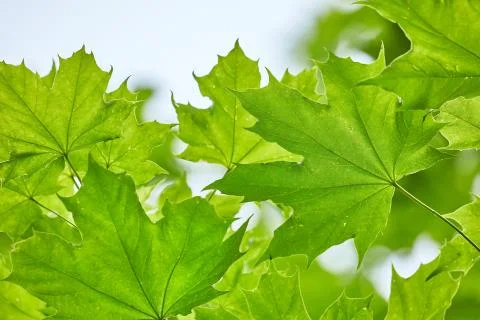 Green Leaves Background Stock Photos
