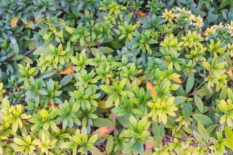 Green leaves background Stock Photos
