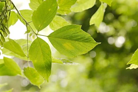 Green Leaves Background Stock Photos