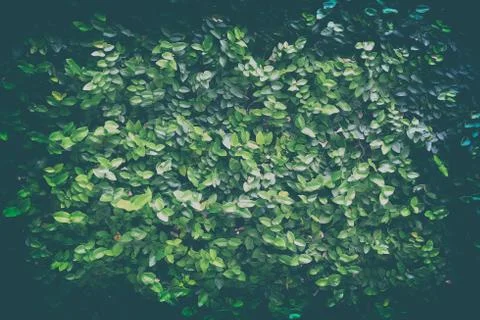 Green Leaves Background. Stock Photos