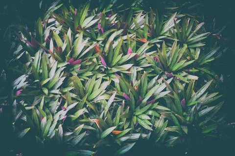 Green Leaves Background. Foto stock