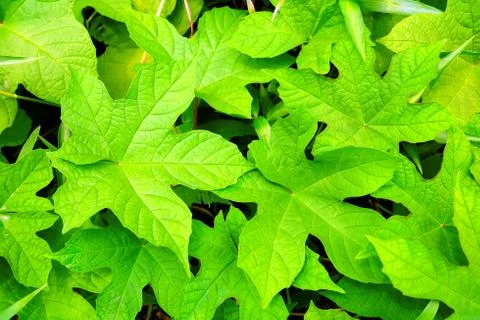Green Leaves Background. Foto stock