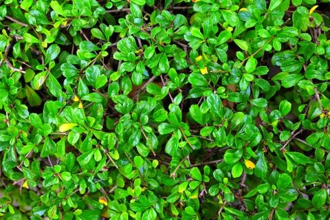 Green Leaves Background. Foto stock