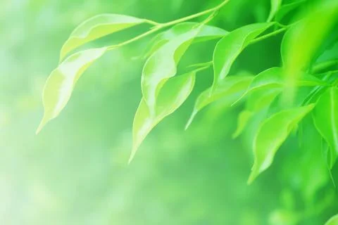 Green leaves background Stock Photos
