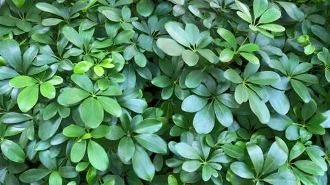 Green Leaves Background Stock Photos