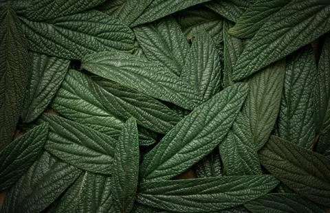 Green leaves background Stock Photos