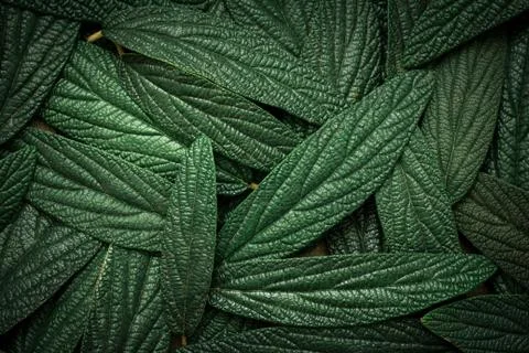 Green leaves background Stock Photos
