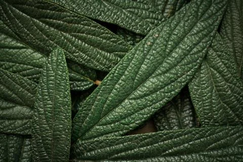 Green leaves background Stock Photos