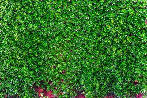 Green leaves background Stock Photos