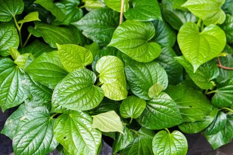 Green leaves background	 Stock Photos