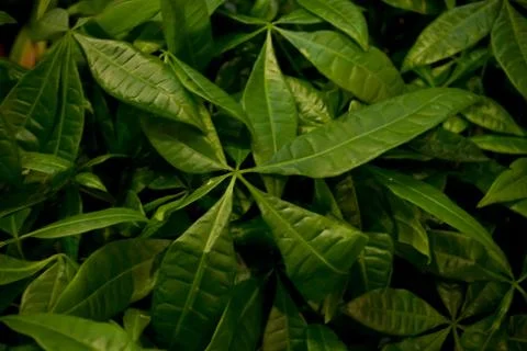 Green Leaves Background Stock Photos