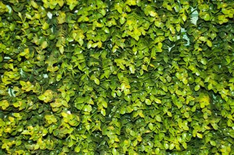 Green leaves background Stock Photos