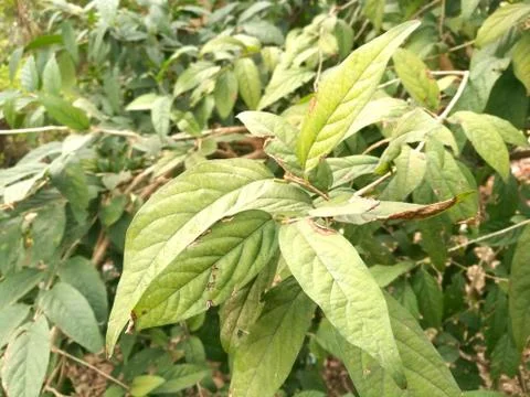 Green leaves background Stock Photos