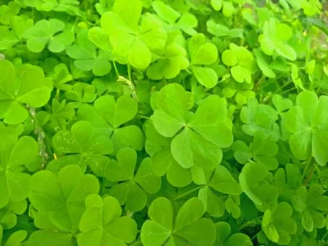 Green leaves background Stock Photos