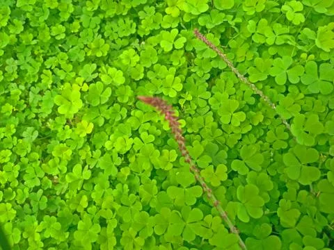 Green leaves background Stock Photos