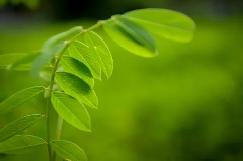 Green Leaves Background Fotos Stock