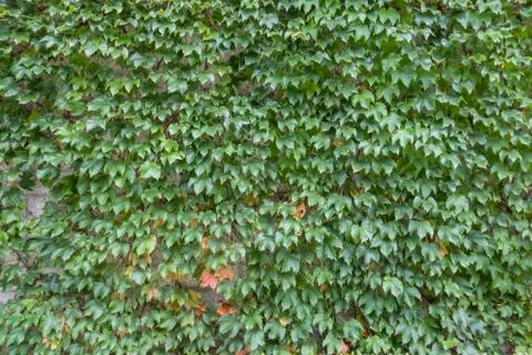 Green leaves background Stock Photos