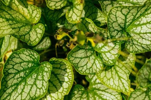 Green leaves background Stock Photos