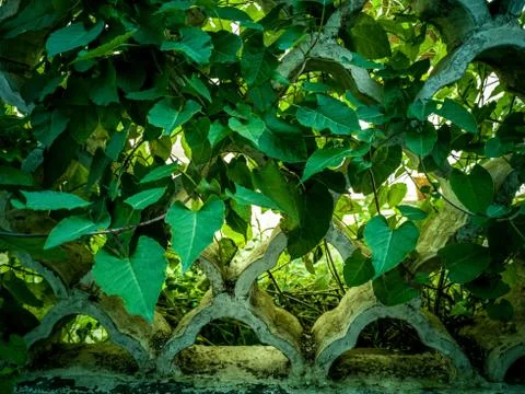 Green leaves background Stock Photos