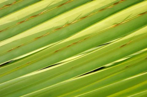 Green leaves background Stock Photos
