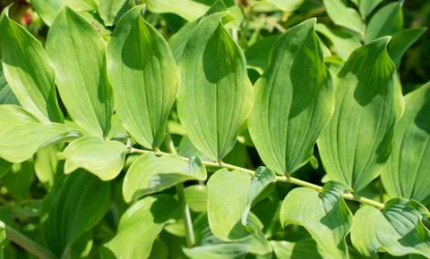 Green leaves background Stock Photos