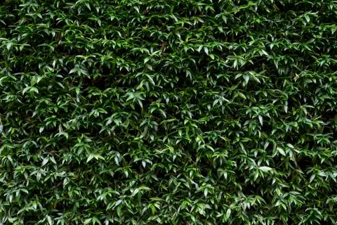 Green Leaves background 库存照片