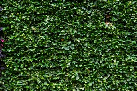 Green Leaves background Stock Photos