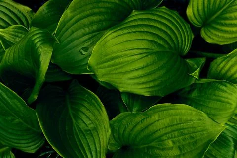 Green leaves background. Stock Photos
