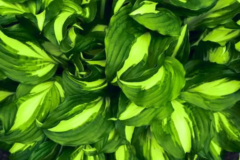Green leaves background. Stock Photos