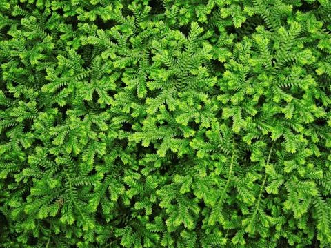 Green leaves background 스톡 사진