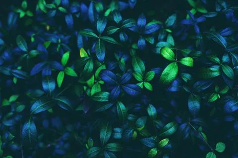 Green leaves background. Stock Photos