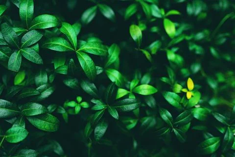 Green leaves background. Stock Photos