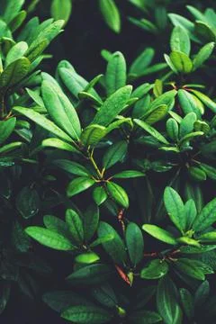 Green leaves background. Stock Photos