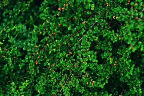Green leaves background. Stock Photos
