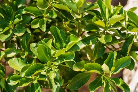 Green leaves background Stock Photos