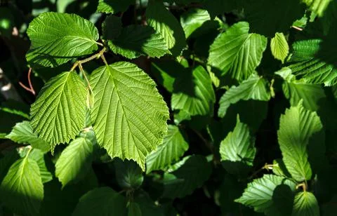 Green leaves background Stock Photos