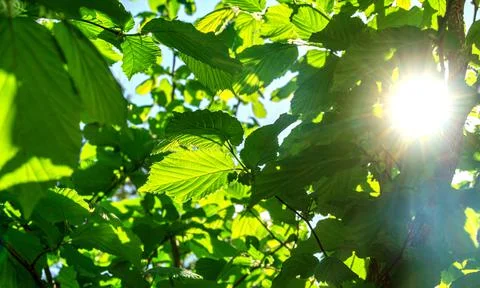 Green leaves background Stock Photos